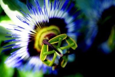 Als ob es Insekten wären / Natur / Blume,blau,Insekten,Schönheit,Sommer,Süden