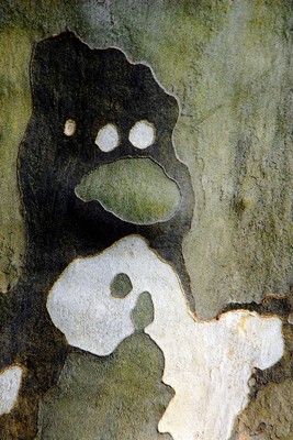 Rinde einer Platane- abstrakte Kunst / Natur / Baum,Platane,abstrakt,Kunst