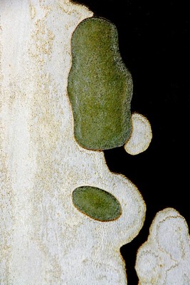Rinde einer Platane- abstrakte Kunst / Natur / Baum,Platane,Kunst,abstrakt