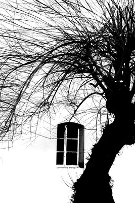 Blick zum Baum / Natur / Fotografie,Baum,Haus,Fenster,schwarzweiss