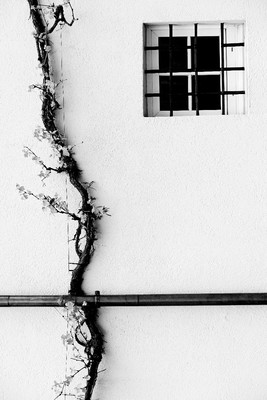 Das Streben der Rebe / Natur / Fotografie,schwarzweiss,Rebe,Wein,Haus,Fenster