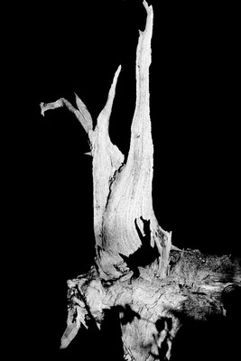 Schattenfigur / Natur / Fotografie,schwarzweiss,Skulptur,Figur,Schatten,Holz