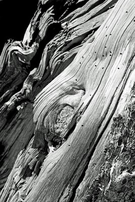 Holzwurm / Natur / Fotografie,schwarzweiss,Holz,Holzwurm,verwittert,alt