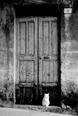 Holztür hinter Katze / Street / Fotografie,schwarzweiss,Holztür,Tier,Katze