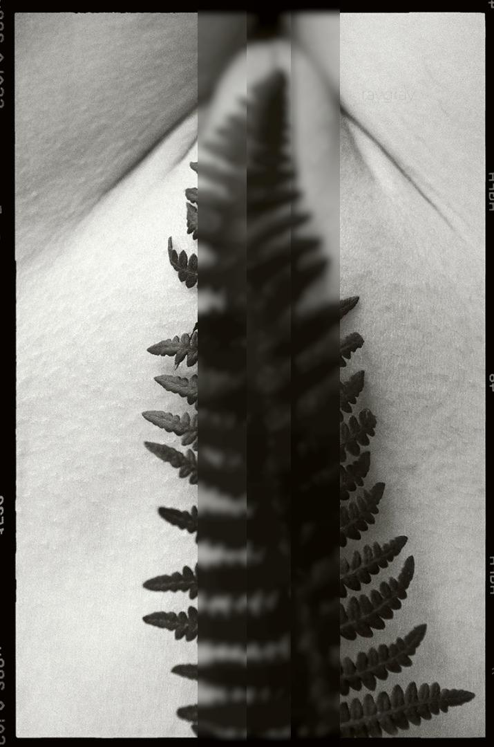 ~ / Nude / fern,forest,leaf,body,closeup