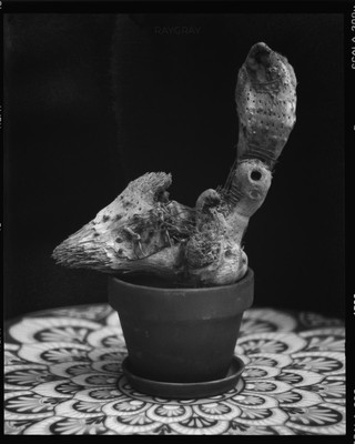1. / Still-Leben / plant,pot,organic,dry