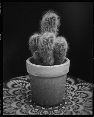 2. / Still-Leben / plant,pot,cactus,hairy,group