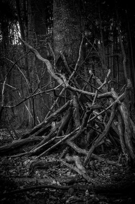 » #3/9 « / Symbiose / Blog post by <a href="https://strkng.com/en/photographer/ulisses/">Photographer Ulisses</a> / 2020-12-29 13:17 / Schwarz-weiss