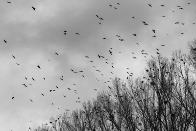 birds and trees / Schwarz-weiss / birds,trees,sky,clouds,rain,bnw