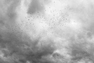 birds in the sky / Schwarz-weiss / birds,sky,clouds,bnw