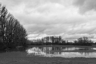 natural reflections / Schwarz-weiss / flood,water,trees,puddles,tree,sky,clouds,reflections