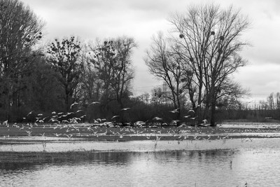 seagulls / Schwarz-weiss / seagulls,flood,water,birds,flooding,bnw,trees