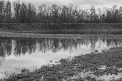 flooding / Schwarz-weiss / water,flood,flooding,bnw,trees,natur,reflections