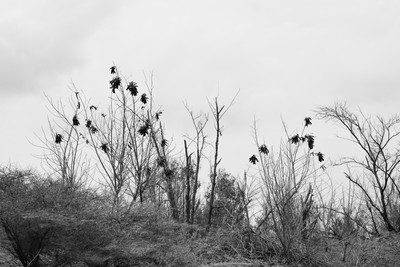 Bushes at Dhanushkodi, India / Fine Art / bushes,abandoned,ruins,india,blackandwhite,photography