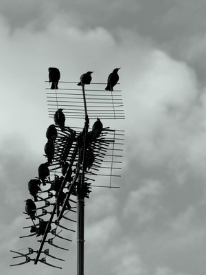 Antennenvögel / vögel,antenne,schwarzweiß,bornholm