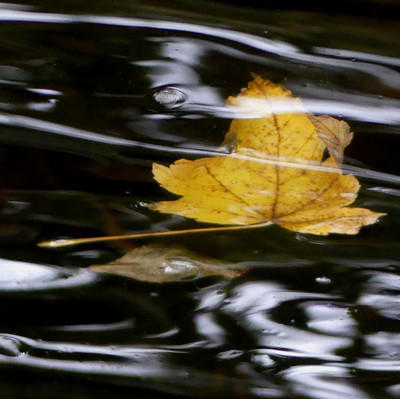 Autumn Jazz 1 / Natur / wasser,herbst,blätter