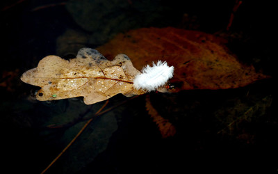 Autumn Jazz 5 / Natur / Wasser,herbst,blätter