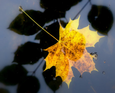 Autumn Jazz 7 / Natur / wasser,herbst,blätter