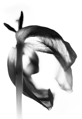 » #2/6 « / Der letzte Tanz der Tulpen / Blog post by <a href="https://strkng.com/en/photographer/bubadibub/">Photographer bubadibub</a> / 2021-03-22 10:28 / Schwarz-weiss