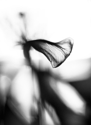 » #3/6 « / Der letzte Tanz der Tulpen / Blog post by <a href="https://strkng.com/en/photographer/bubadibub/">Photographer bubadibub</a> / 2021-03-22 10:28 / Schwarz-weiss