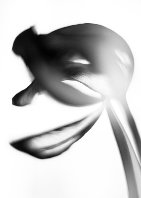 » #5/6 « / Der letzte Tanz der Tulpen / Blog post by <a href="https://strkng.com/en/photographer/bubadibub/">Photographer bubadibub</a> / 2021-03-22 10:28 / Schwarz-weiss