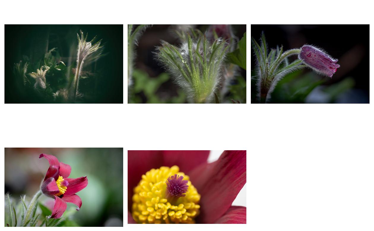 Pulsatilla Vulgaris &copy; Photographer Sabine Kristmann-Gros