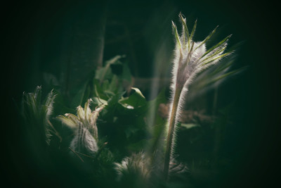 pulsatilla vulgaris / Natur / natur,pulsatilla,vulgaris,küchenschelle,naturgarten