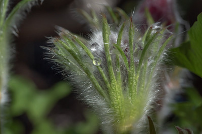 pulsatilla vulgaris / Natur