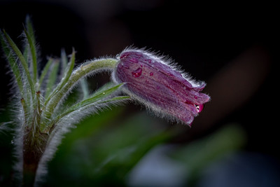 pulsatilla vulgaris / Natur