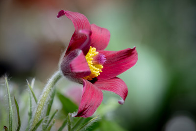 pulsatilla vulgaris / Natur