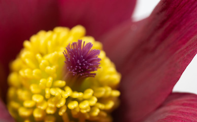 pulsatilla vulgaris / Natur