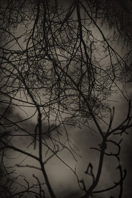 eau stagnante 3 / Schwarz-weiss / water,reflects,black & white,branches,trees