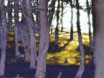 Sous-bois I Corrèze I 2004 / Landscapes