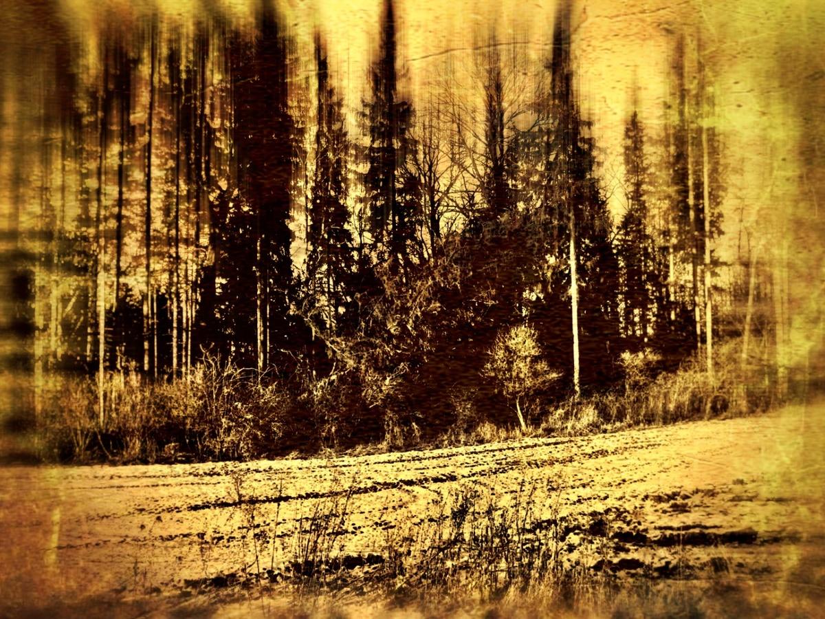Winter forest - Blog post by Photographer Mariusz Janoszek / 2021-06-07 10:19