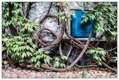 Zurückeroberung / Natur / Urban nature,Flensburg,Fotokunst,Weinrebe