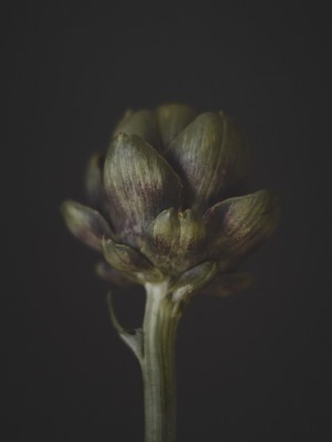 Artichoke / Still-Leben / flower,artichoke,vegetable,nature,garden,green