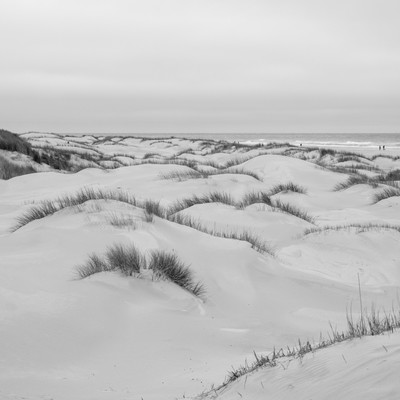 Strandwimpern / Landscapes / landscape,landscapephotography,texel,travel,sand,beach,blackandwhite,blackandwhitephotography