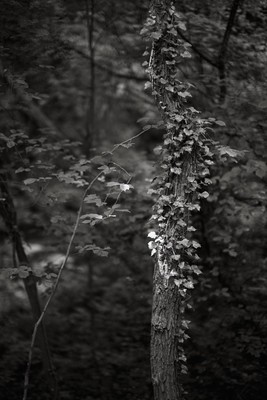 Alle Pflanzen wollen zum Licht / Natur