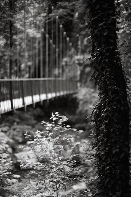 Hängebrücke über die Schlucht / Natur