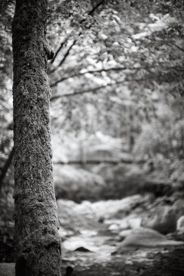 Moos am Baum / Natur