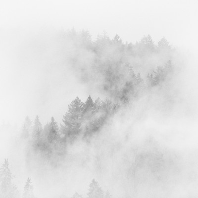 trees in the mist 1/3 / Fine Art / minimal,minimalism,minimalistic,fineart,fineartphotography,naturephotography,nature,foggy,fog,misty,mist