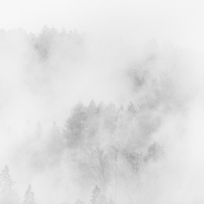 trees in the mist 2/3 / Fine Art / minimalism,minimal,minimalistic,fineart,fineartphotography,foggy,fog,misty,mist,naturephotography,nature