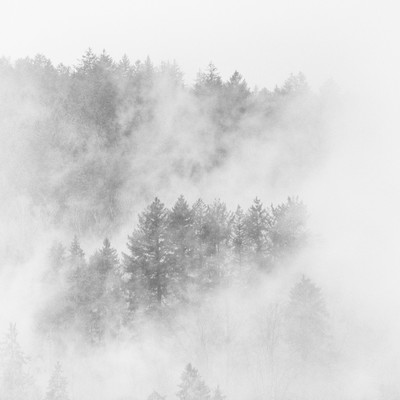trees in the mist 3/3 / Fine Art / minimalism,minimal,minimalistic,fineart,fineartphotography,nature,naturephotography,foggy,fog,misty,mist