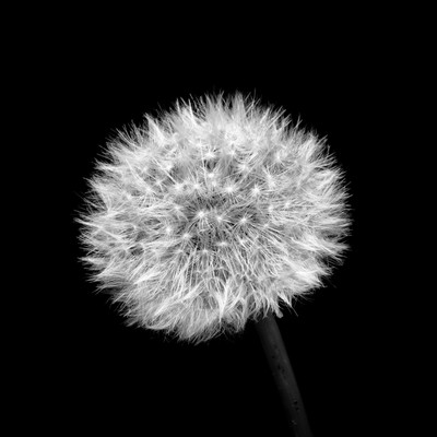 » #2/9 « / wild and free / Blog post by <a href="https://strkng.com/en/photographer/mike+schernbeck/">Photographer Mike Schernbeck</a> / 2024-07-03 10:39 / Natur / plant,plants,outdoor,natur,nature,minimal,minimalism,minimalismus,negativespace,monochrome,blackandwhite,blackandwhitephotography,series,serie,square,quadrat