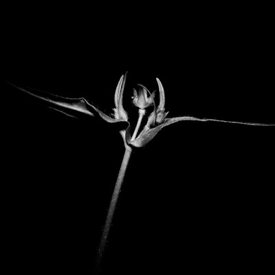 » #8/9 « / wild and free / Blog post by <a href="https://strkng.com/en/photographer/mike+schernbeck/">Photographer Mike Schernbeck</a> / 2024-07-03 10:39 / Natur / plant,plants,outdoor,natur,nature,minimal,minimalism,minimalismus,negativespace,monochrome,blackandwhite,blackandwhitephotography,series,serie,square,quadrat