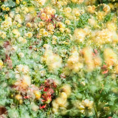 Blütenrausch#1 / Abstrakt / blüten,sommer,mehrfachbelichtung,abstrakt,farbe