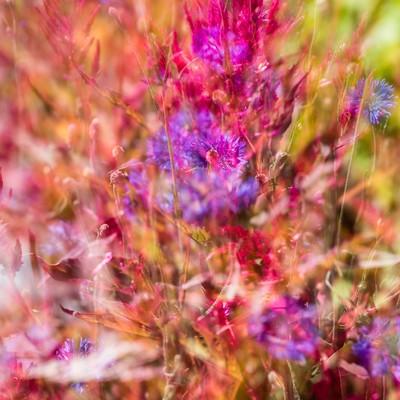 Blütenrausch#3 / Abstrakt / blüten,sommer,mehrfachbelichtung,farbe,abstrakt