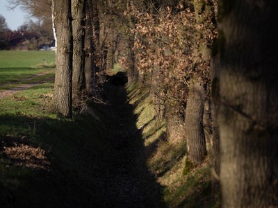 Schermbeck / Natur / Natur,Bäume,Winter,Blätter,outdoor