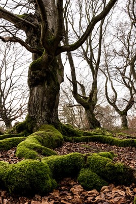 » #1/9 « / Zauberwald (Hutewald Halloh, 2023) / Feedback post by <a href="https://renegreinerfotografie.strkng.com/en/">Photographer René Greiner Fotografie</a> / 2023-01-07 13:29 / Natur / nature,naturephotography,forest,wald,buchen,alt