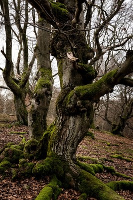 » #2/9 « / Zauberwald (Hutewald Halloh, 2023) / Feedback-Beitrag von <a href="https://renegreinerfotografie.strkng.com/de/">Fotograf René Greiner Fotografie</a> / 07.01.2023 13:29 / Natur / nature,naturephotography,wald,buchen,trees